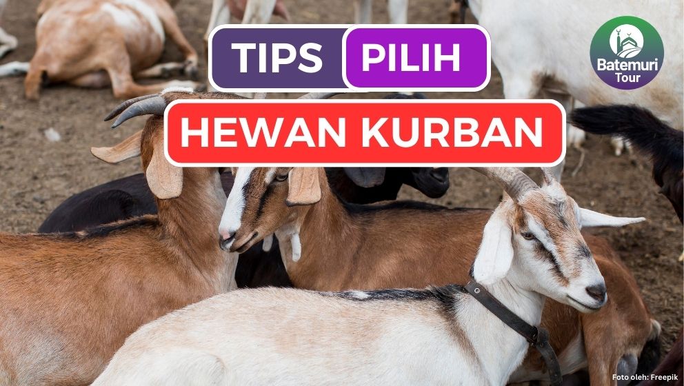 5 Tips Pilih Hewan Kurban Aagar Sesuai Syariat Islam